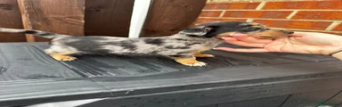 Dachshund 3