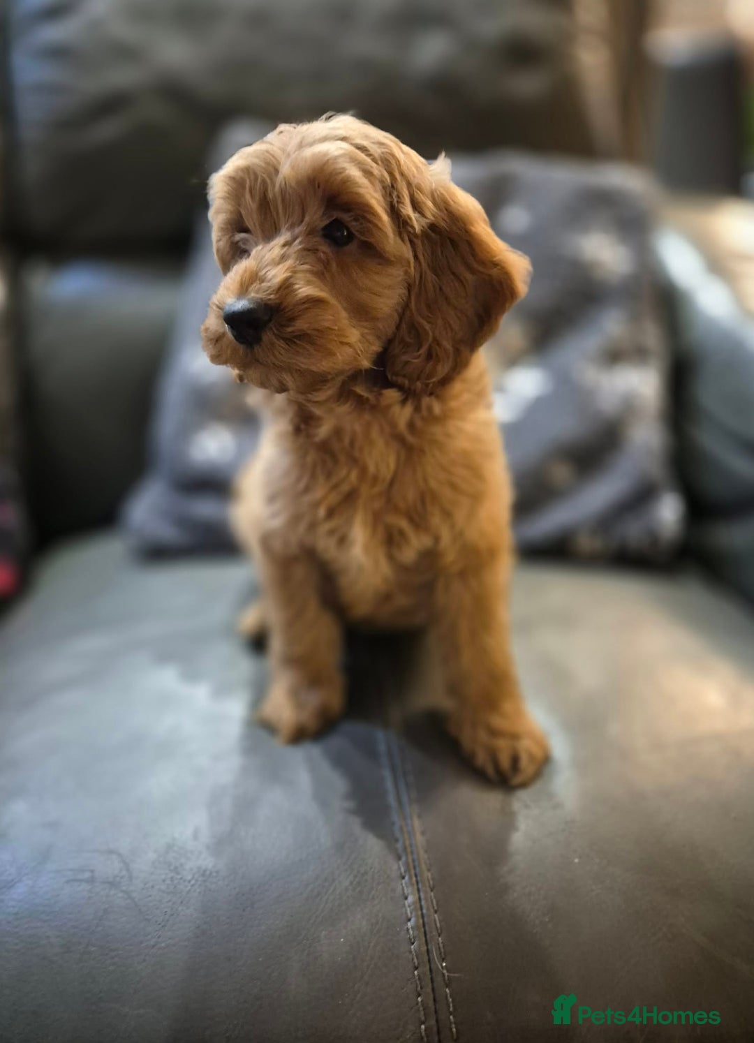 Cockapoo dogs for sale: Beautiful Cockapoo Puppies Ready Now  - Advert 11
