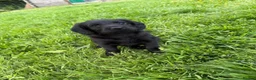 Labradoodle dogs for sale: Miniature labradoodles  - Advert 4