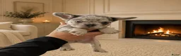French Bulldog dogs for sale: Visual fluffy frenchirs puppies  - Advert 7