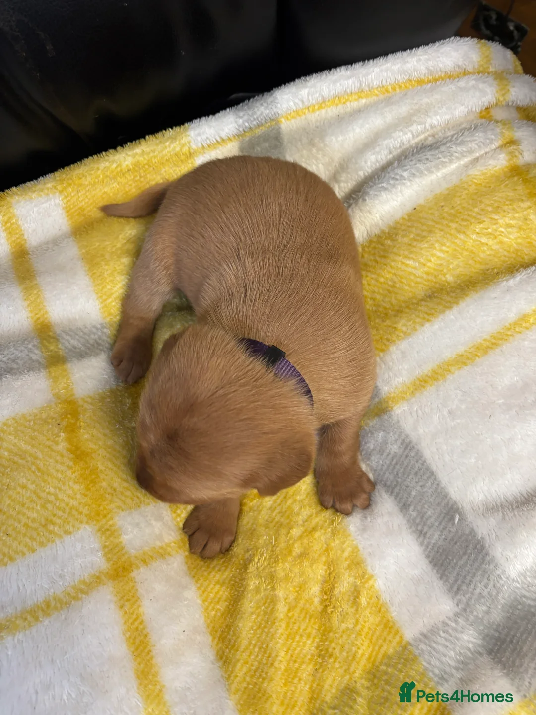 Labrador Retriever dogs for sale: KC Dark yellow Labrador pups  - Advert 14