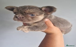 French Bulldog dogs for sale: Fluffy french bulldog puppies - Image 9