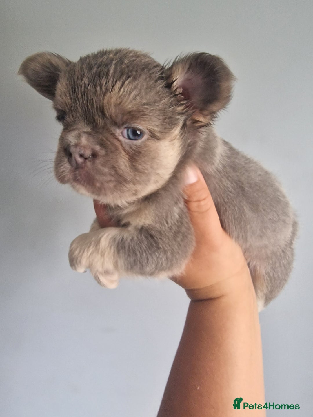 French Bulldog dogs for sale: Fluffy french bulldog puppies - Image 9