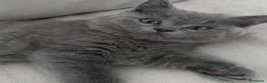British Shorthair 1
