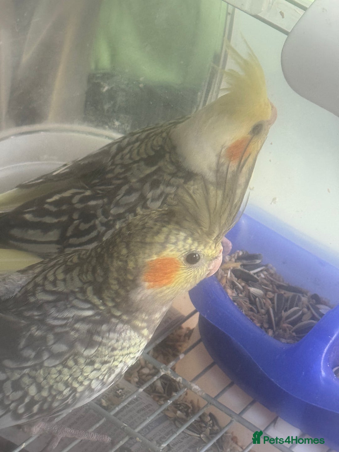 Cockatiels birds for sale: Baby cockatiel for sale mixed prices  - Image 13