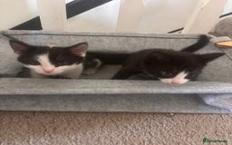 Mixed Breed cats for sale: 2 lovely half bengal girls ready now! - Image 10