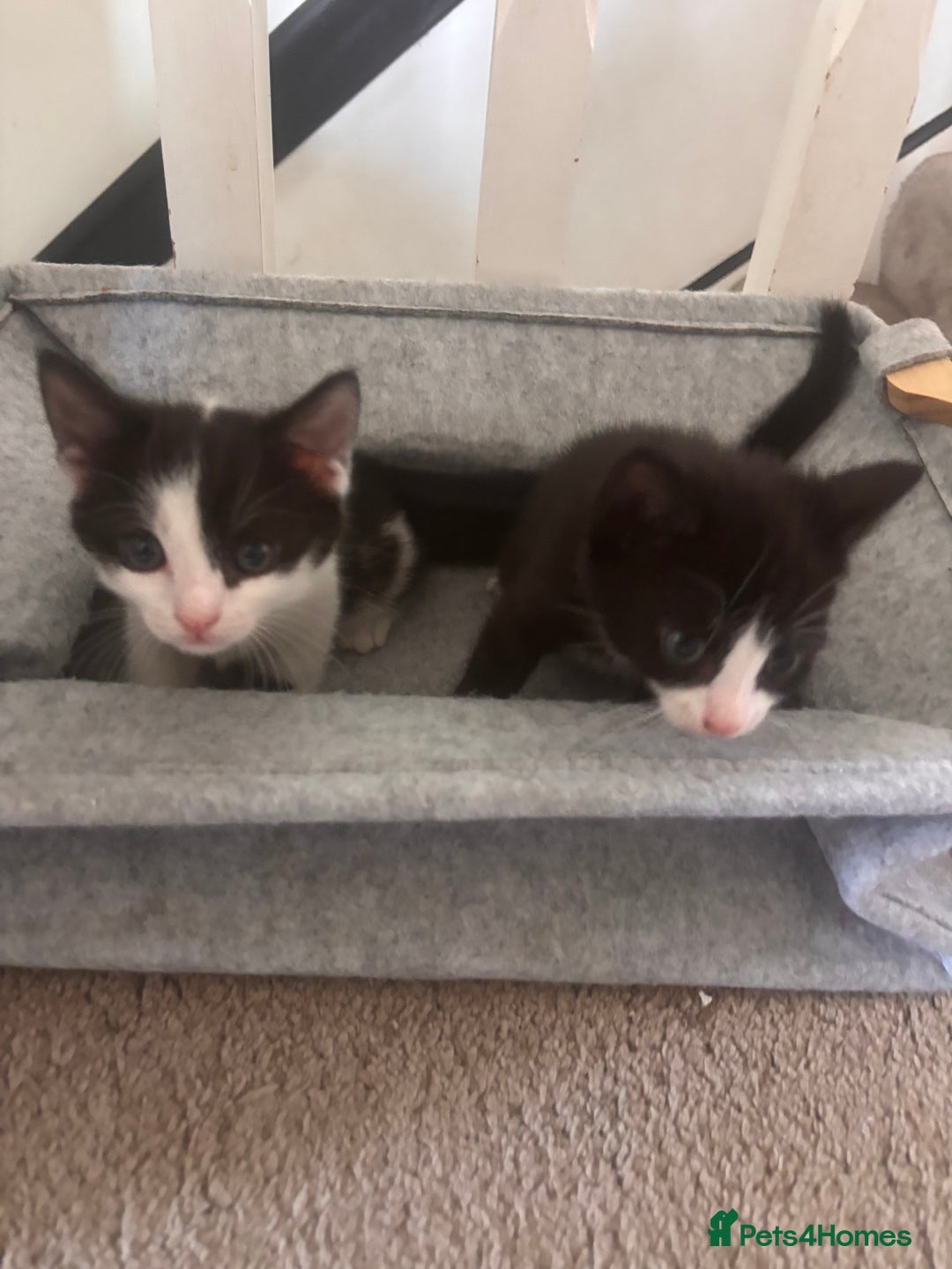 Mixed Breed cats for sale: 2 lovely half bengal girls ready now! - Image 10