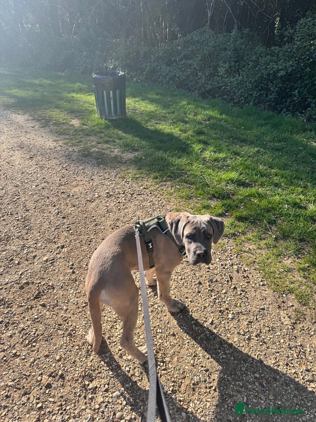 Cane Corso dogs for sale: Male Cane Corso - Image 3