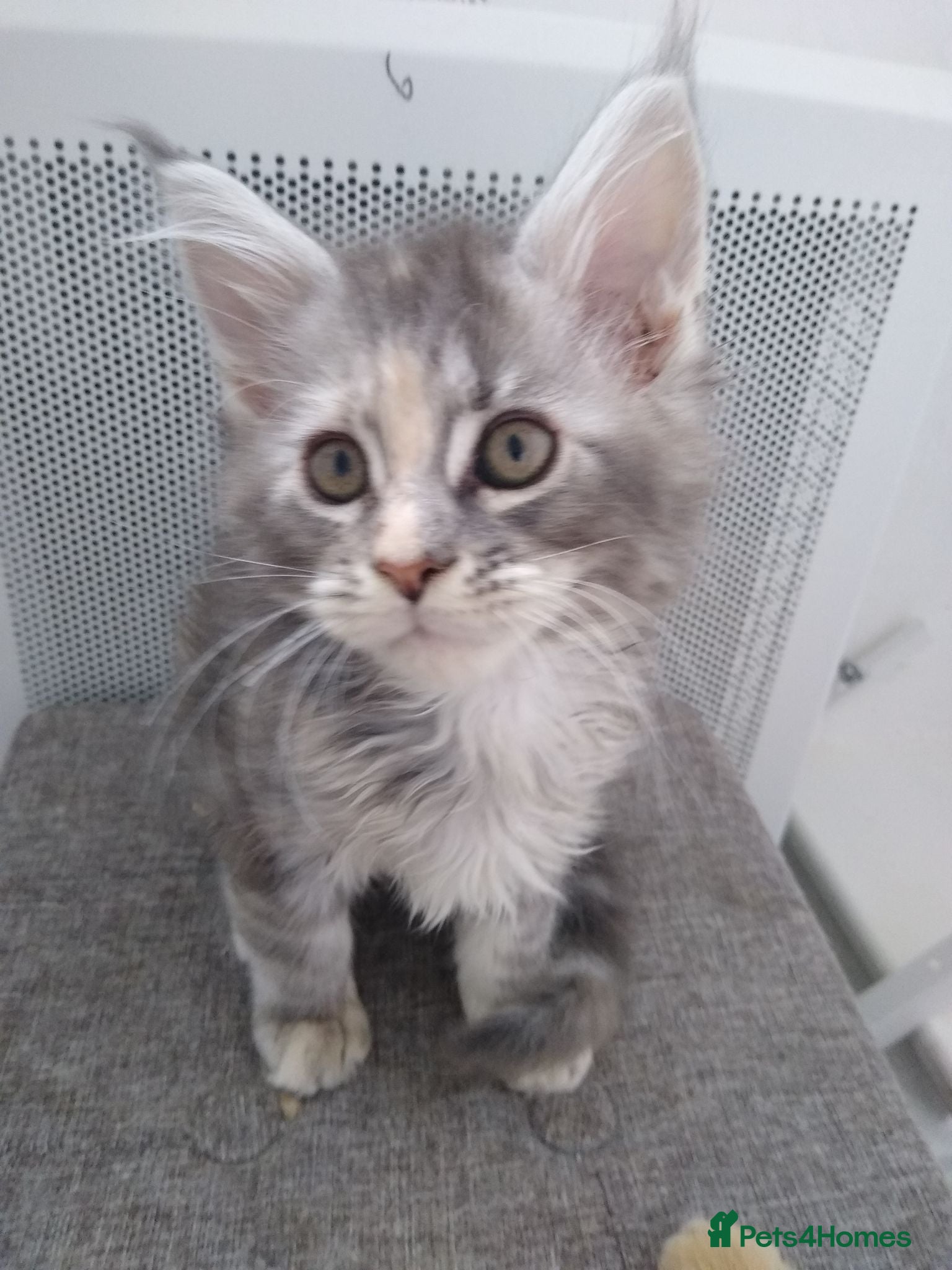 Maine Coon cats Pure breed XXL Maine Coon kittens  - Advert 6