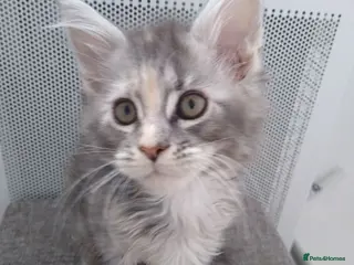 Maine Coon cats Pure breed XXL Maine Coon kittens - Advert 6