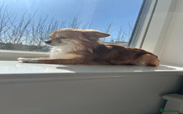 Chihuahua dogs for sale: 5 year old chihuahua, FOR FREE - Image 3