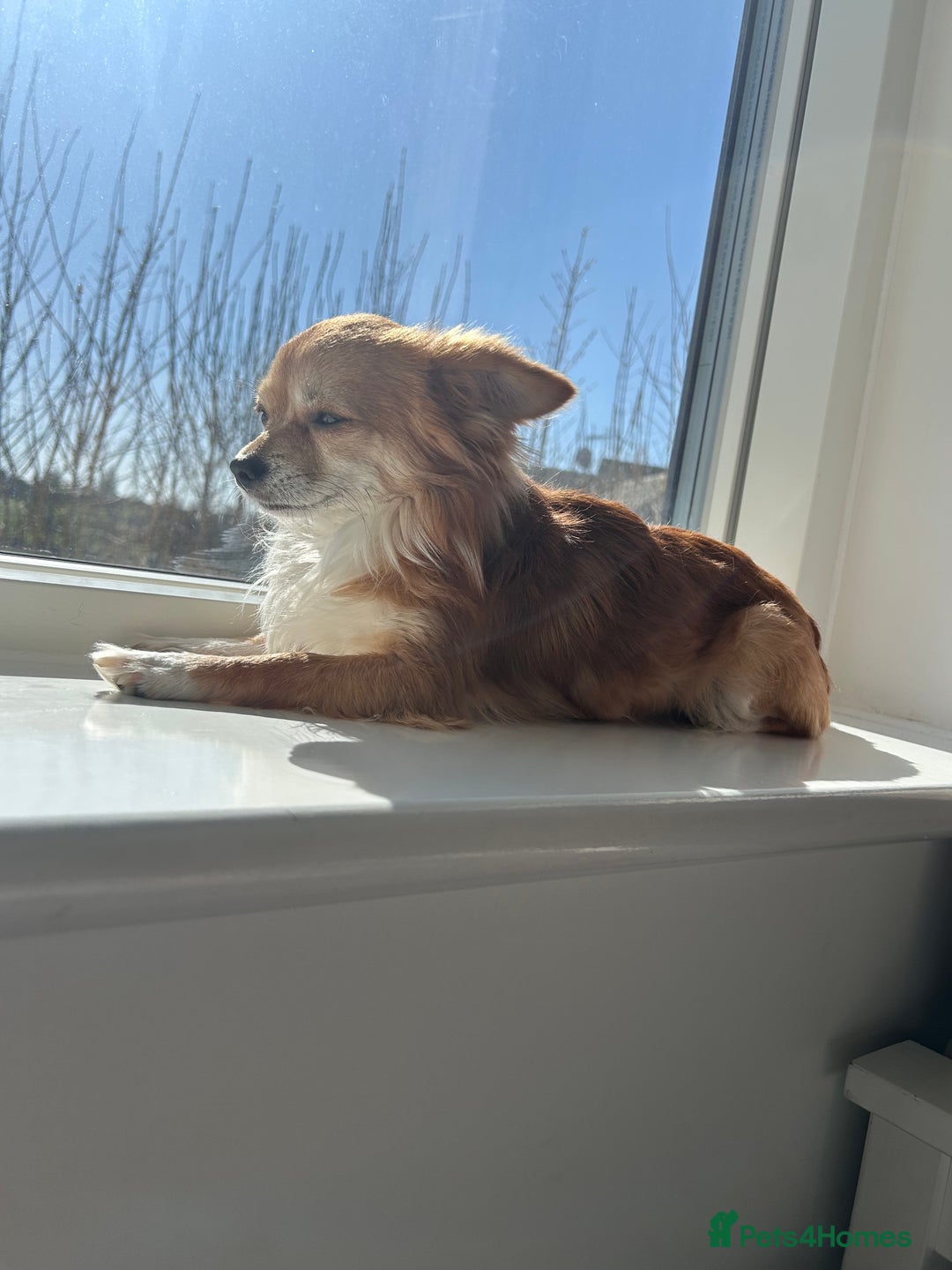 Chihuahua dogs for sale: 5 year old chihuahua, FOR FREE - Image 3