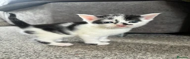 Domestic kittens 