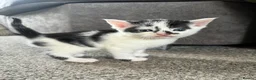 Mixed Breed cats for sale: Kittens for sale  - Advert 2
