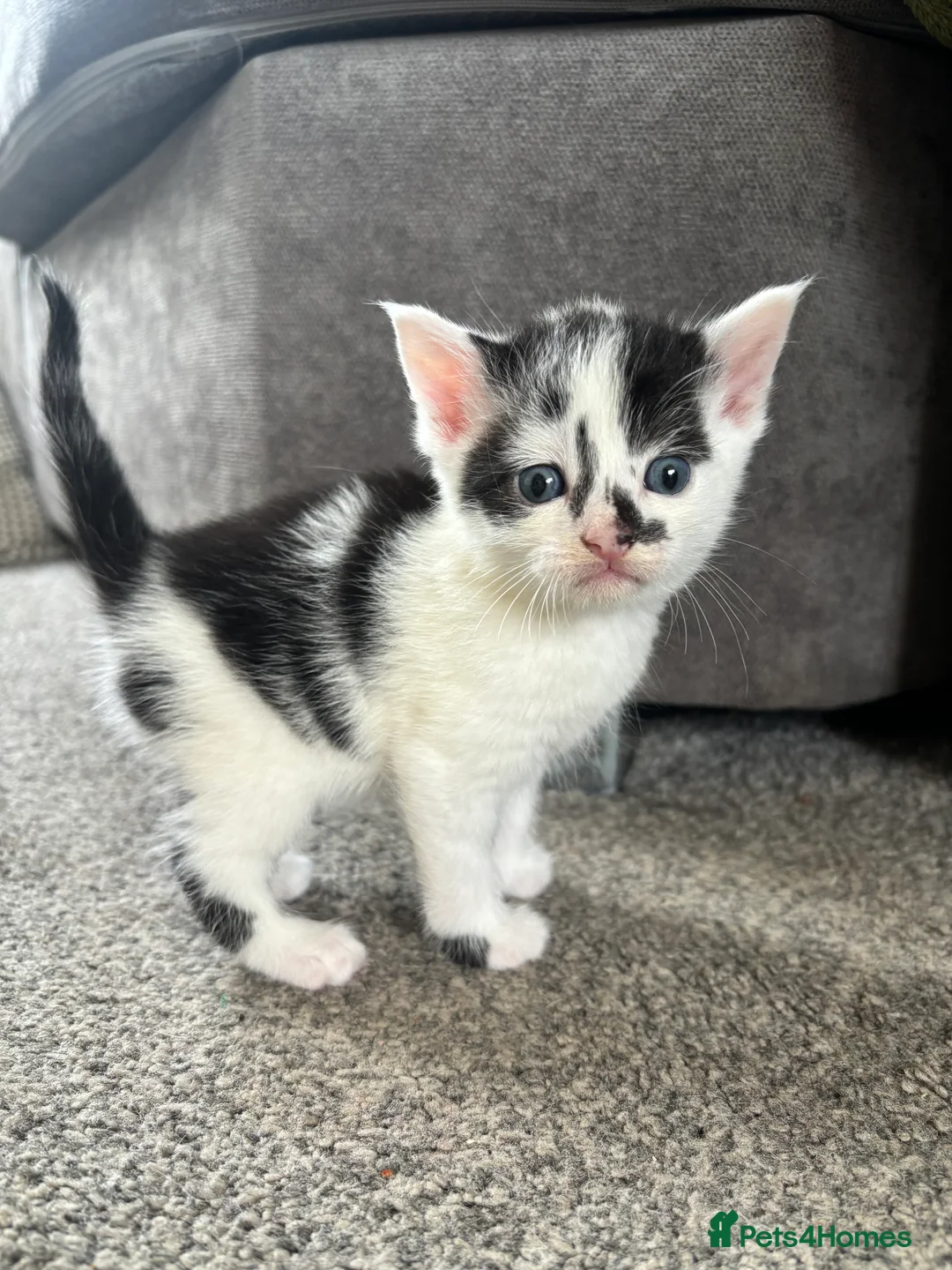 Mixed Breed cats for sale: Kittens for sale  - Advert 2