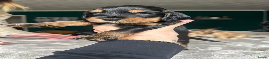 Cocker Spaniel Puppy 4