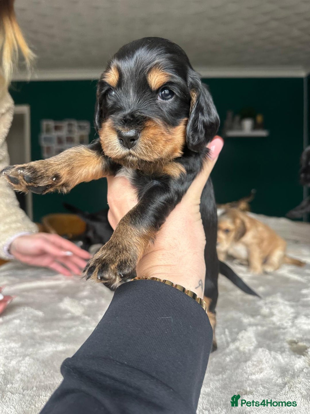 Cocker Spaniel dogs for sale: Working type Cockerspaniel pups kc registered dad  - Image 4
