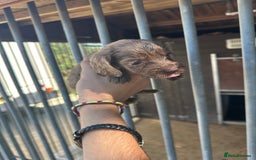 Cocker Spaniel dogs for sale: Rare cocker spaniels - Image 6