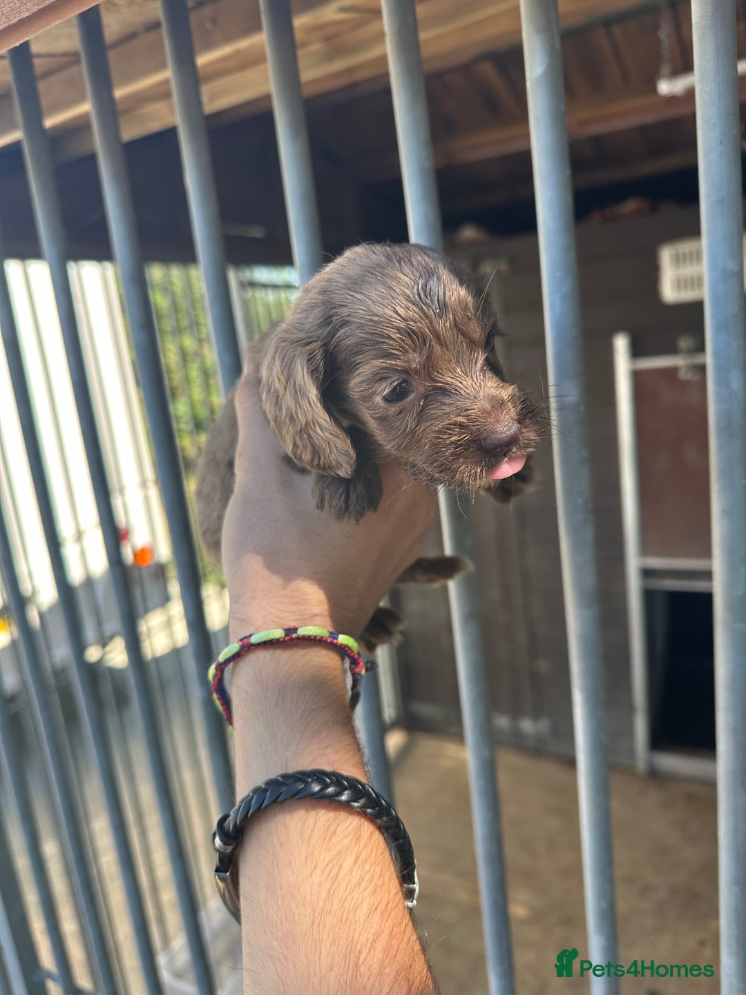 Cocker Spaniel dogs for sale: Rare cocker spaniels - Image 6