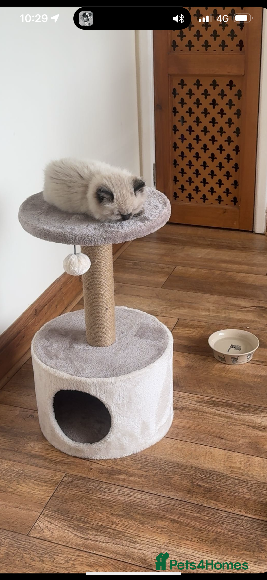 Ragdoll cats for sale: 10 week old Ragdoll kitten Male - Image 7