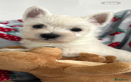 West Highland Terrier dogs for sale: Westie puppies available  - Image 13