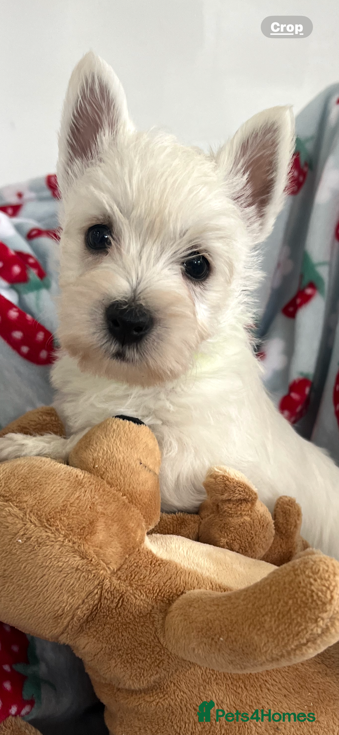 West Highland Terrier dogs for sale: Westie puppies available  - Image 13