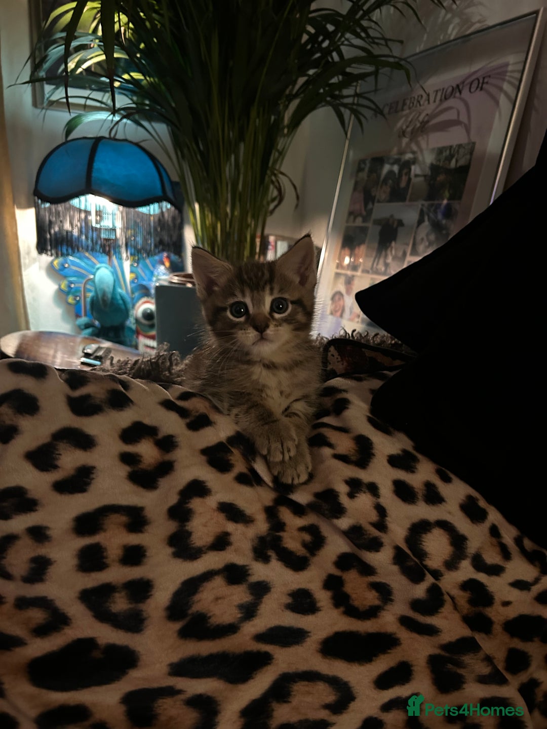 Maine Coon cats for sale: Beautiful tabby Maine Coon X kittens  - Image 19