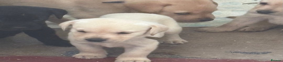 Labrador Retriever Puppy 3
