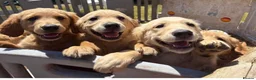 Goldendoodle dogs for sale: Ready- Fully Vaccinated Goldendoodle puppy’s  - Advert 4