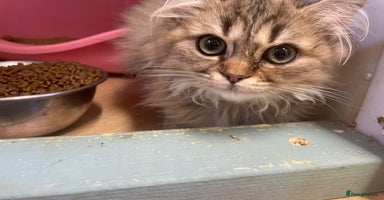 Persian cats - Advert 3