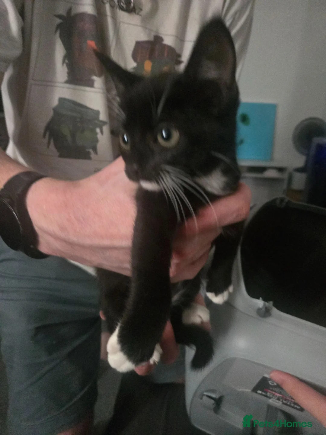 Mixed Breed cats for sale: 9 week old kitten £30 - Advert 2