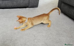 Abyssinian cats for sale: Available NOW 🤩Abyssinian kittens 😍 in Lincoln - Image 17
