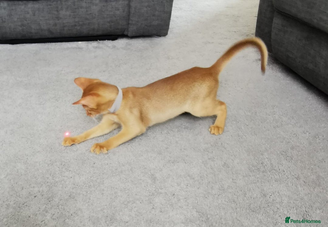 Abyssinian cats for sale: Available NOW 🤩Abyssinian kittens 😍 in Lincoln - Image 17