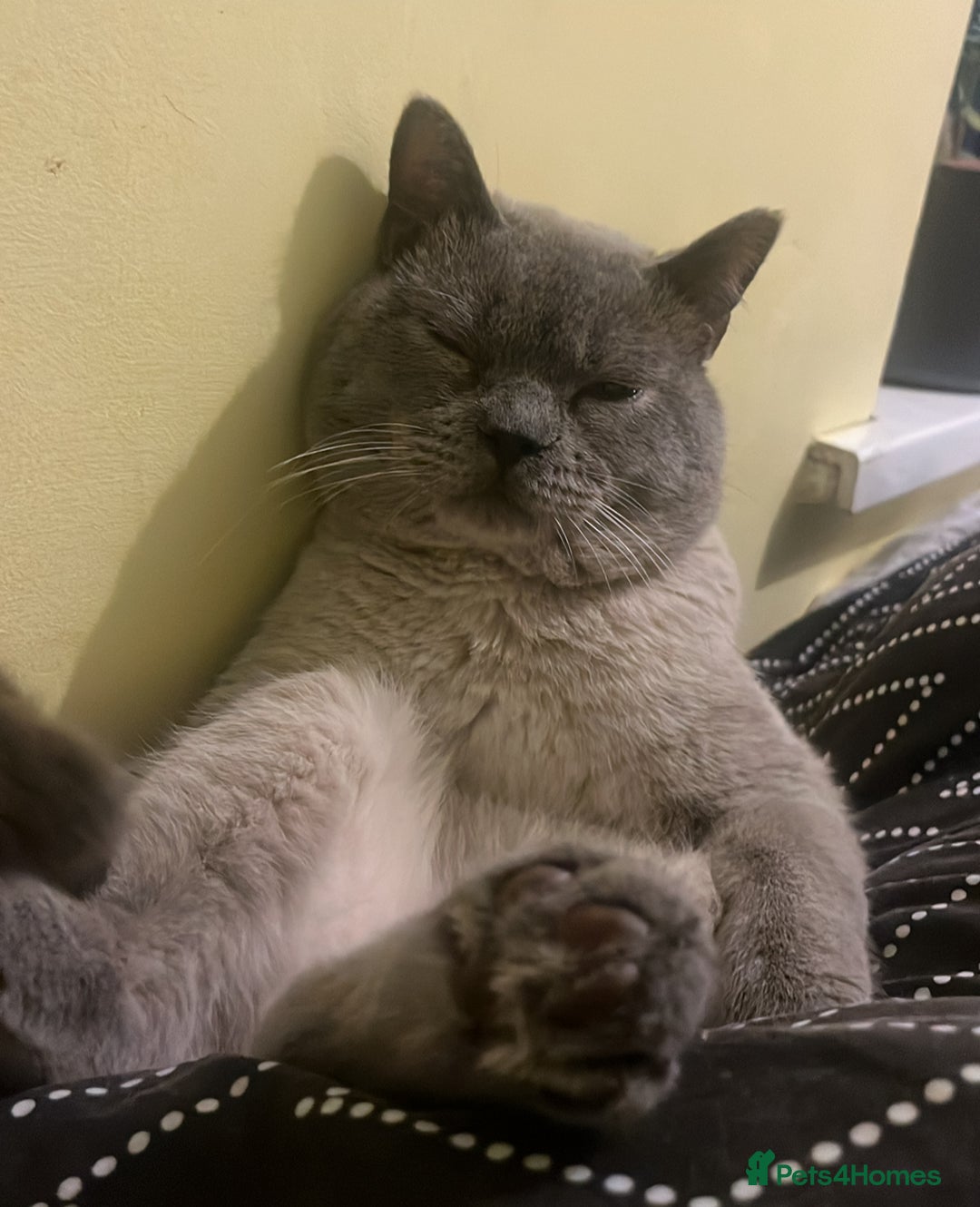British Shorthair cats for sale:  British shorthair colourpoint pedigree kittens  - Image 23