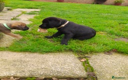 Labrador Retriever dogs for sale: Black labrador puppy - Image 5