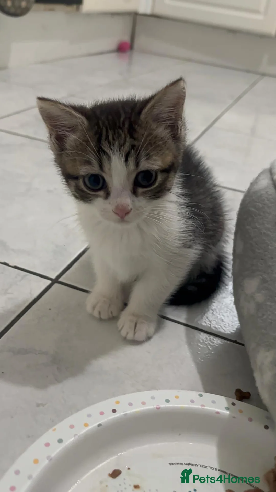 Mixed Breed cats for sale: 2 Male Kittens Looking for Forever Home Together!! in Southall - Advert 2