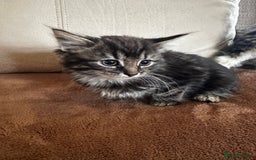 Siberian cats for sale: 5 beautiful miniature kittens  - Advert 12