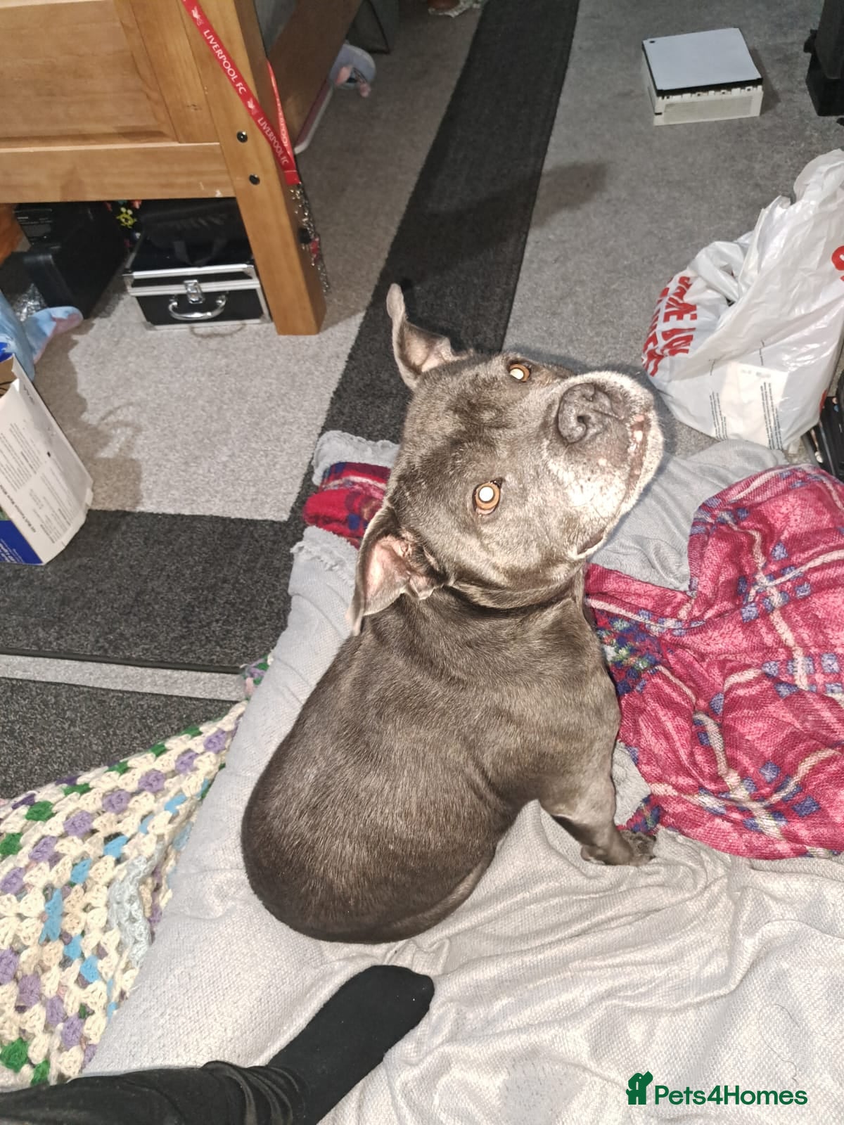 Staffordshire Bull Terrier dogs Blue staffy - Advert 1