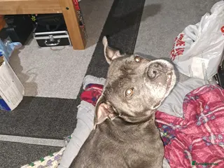 Staffordshire Bull Terrier dogs Blue staffy - Advert 1