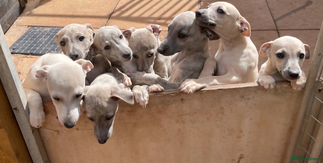 Mixed Breed dogs for sale:  🐶✨ ADORABLE WIGGY PUPPIES – licenced  breeder  - Image 27