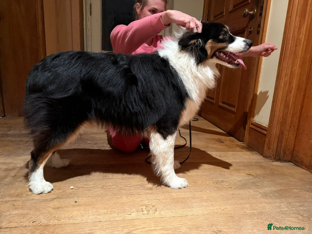 Australian Shepherd dogs for sale: Black tri show line Australian shepherd, KC reg - Advert 2