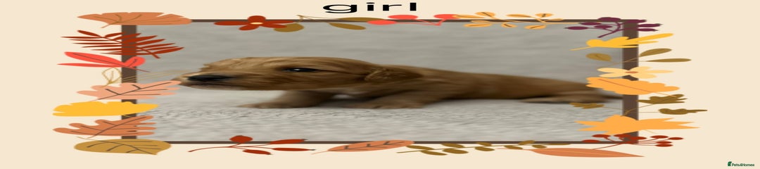 Cockapoo Puppy 6