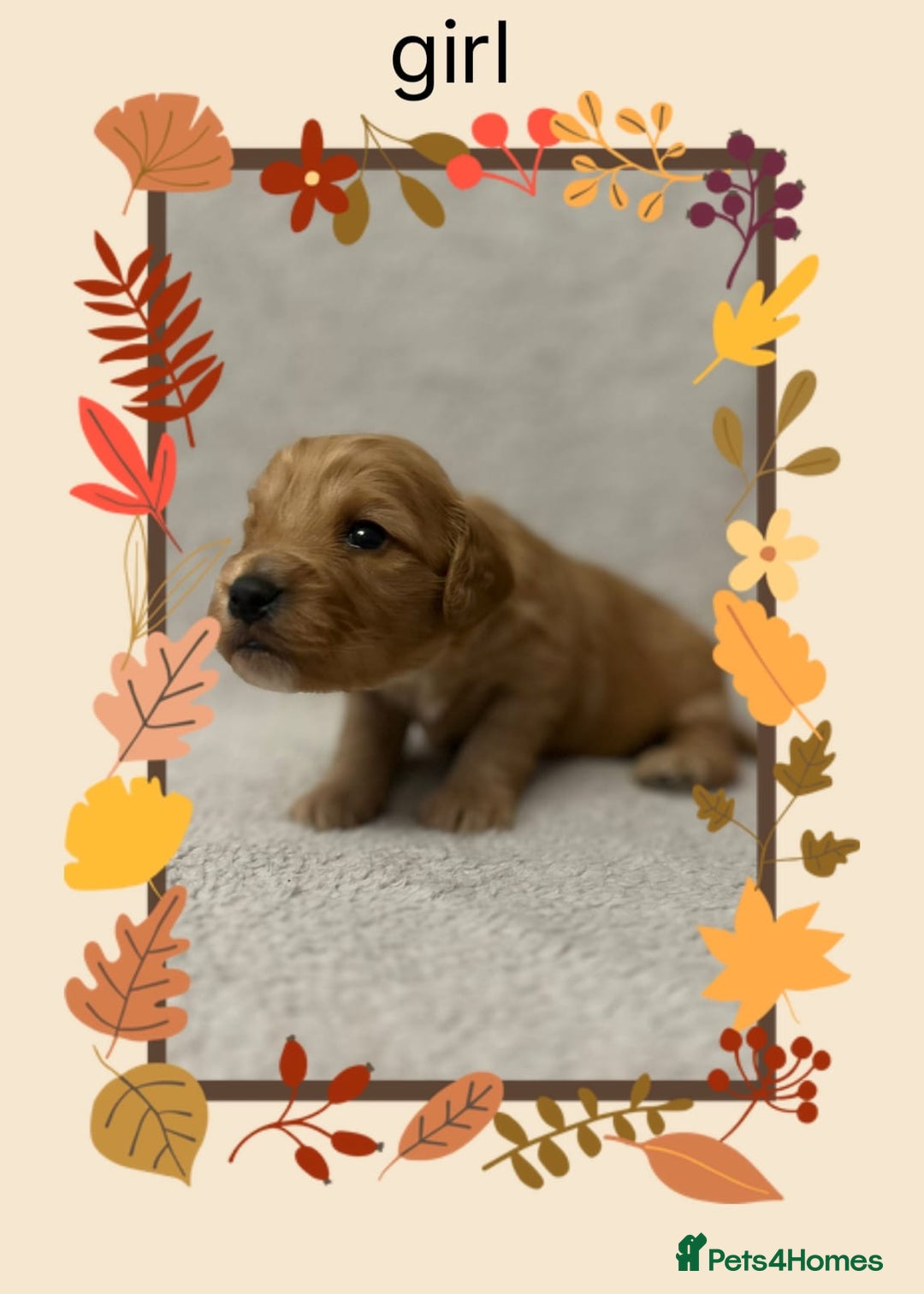 Cockapoo dogs for sale: Quality F1 Cockapoos  - Image 4