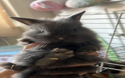 Lionhead rabbits for sale: Lionhead girls  - Image 1