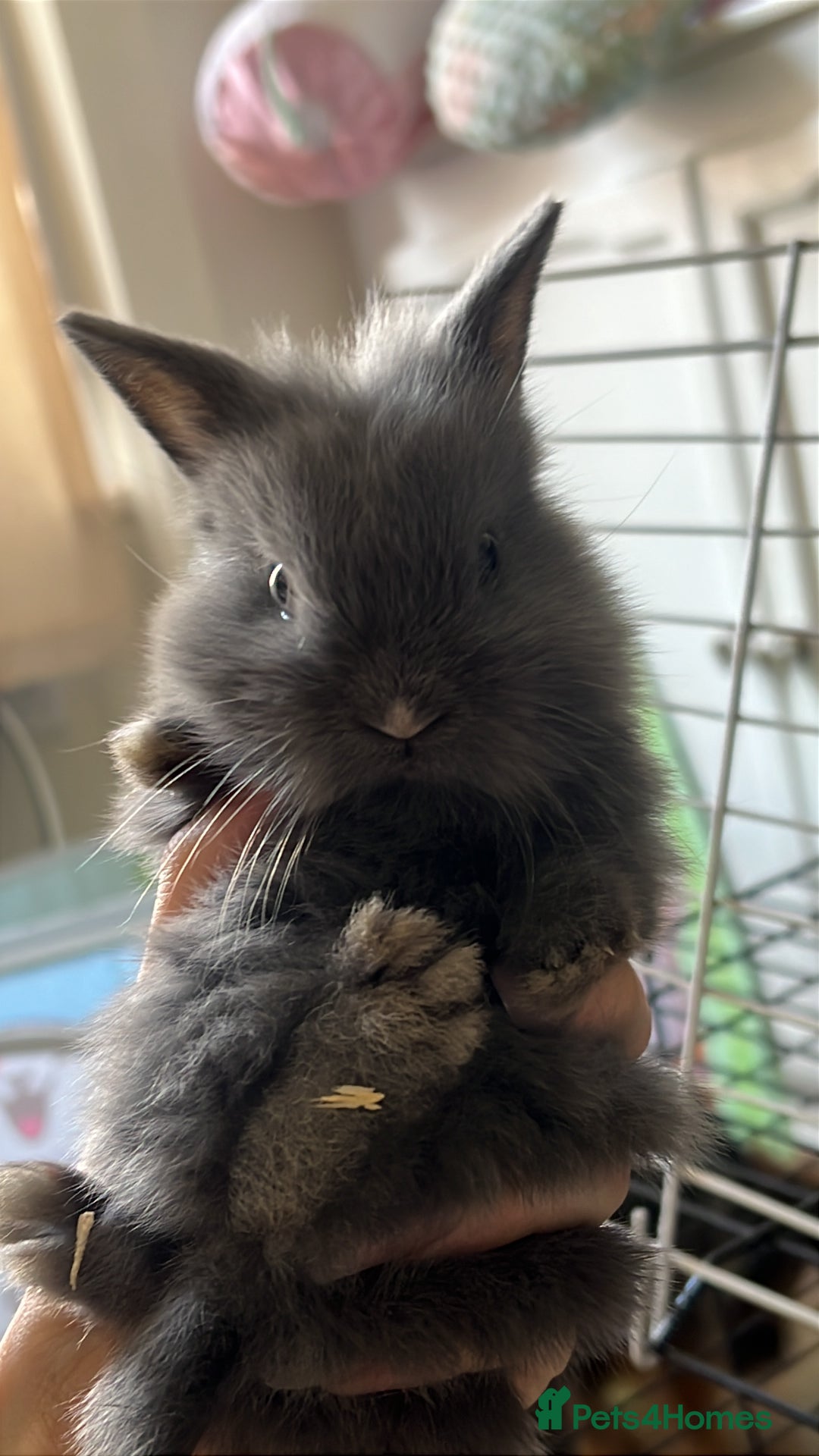Lionhead rabbits for sale: Lionhead girls  - Image 1