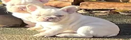 French Bulldog dogs for sale: KC REGISTERED QUALITY FRENCH BULLDOG PUPPIES  - Advert 21
