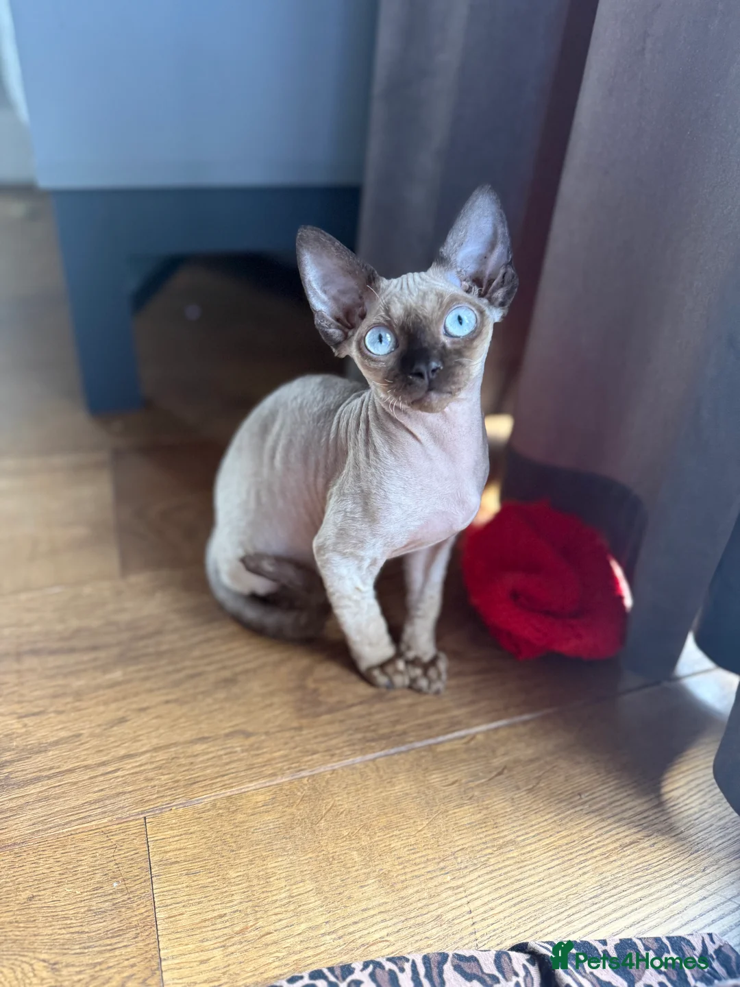 Devon Rex cats for sale: Active girl ready to go GCCF - Advert 1