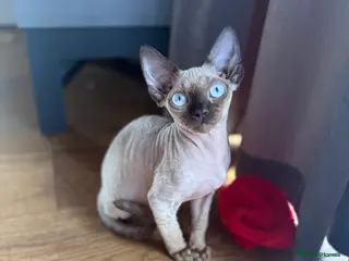 Devon Rex cats Active girl ready to go GCCF - Advert 8