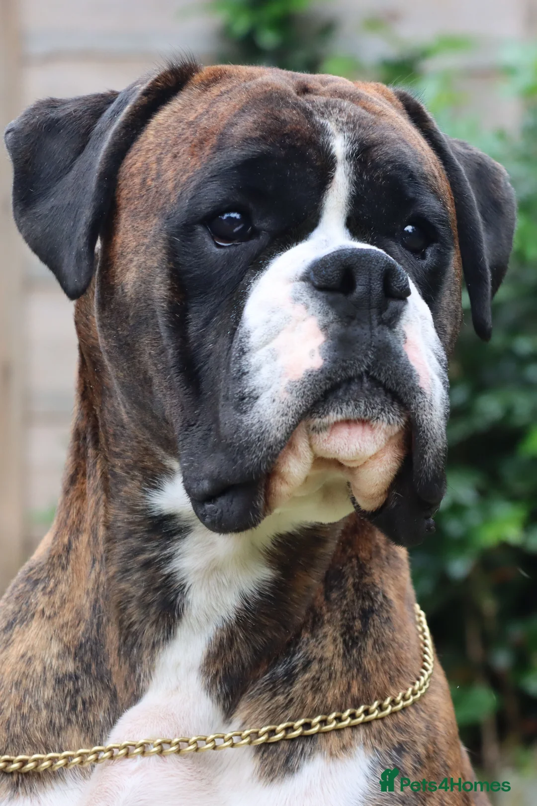 Boxer dogs for stud: CHAMPION B&W Boxer Dog HT0 Sires Reds & Brindles - Advert 1