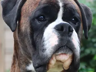 Boxer dogs CHAMPION B&W Boxer Dog HT0 Sires Reds & Brindles - Advert 1